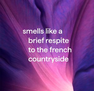 foaming hand wash – french lavender. 10 fl oz